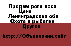 Продам рога лося › Цена ­ 2 000 - Ленинградская обл. Охота и рыбалка » Другое   
